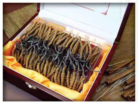 淇滨冬虫夏草回收